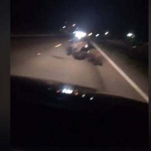 Niedźwiedzie ratują rannego malucha na środku jezdni. Poruszający film opublikowano w sieci [WIDEO]