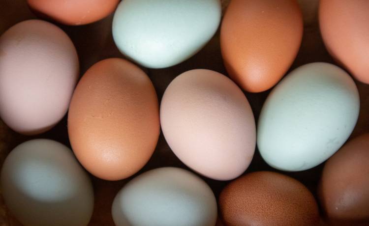 Czym skorupka z młodu nasiąknie, czyli od czego zależy kolor jajka. I czy ma to wpływ na smak i jakość?