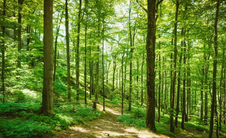 Unia chce zasadzić miliardy drzew. Największy projekt od lat