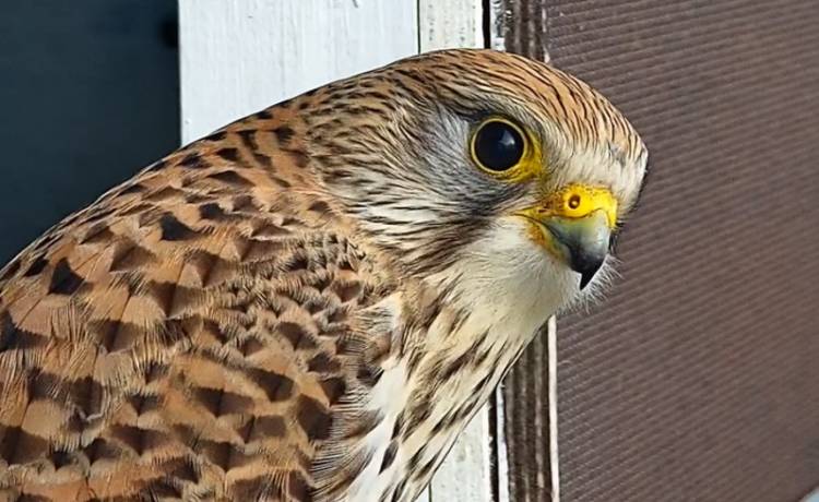 Pustułka w gnieździe na stacji bazowej w Liszkowie, fot. Biuro prasowe Orange