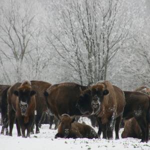 Stado żubrów grzecznie czeka, by przejść przez jezdnię. Nagranie robi furorę w sieci! [WIDEO]