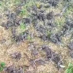 Setki wróbli runęły z nieba w kilka sekund. ”Część była martwa, inne chwilę walczyły o życie” [WIDEO]        