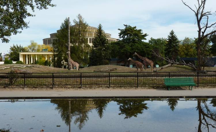 Tak wyglądają maleńkie jeże uszate. Nowo narodzone maluchy przyszły na świat we wrocławskim zoo! [WIDEO]