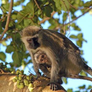 Agresywna małpa zabiła człowieka. Była uzależniona od alkoholu