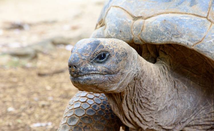 Zmarła ostatnia samica rzadkiego gatunku żółwia. Co dalej z żółwiakiem szanghajskim?                                            