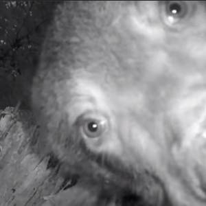 Uczta niedźwiedzia tuż przy fotopułapce! Takie nagranie to rzadkość [WIDEO]