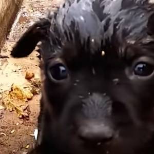 Mały piesek umiera samotnie. Wtedy zjawia się mężczyzna, który ratuje mu życie [WIDEO]