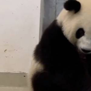 Na świat przyszły pandy-bliźnięta! Niesamowite nagranie szczęśliwej mamy trafiło do sieci [WIDEO]