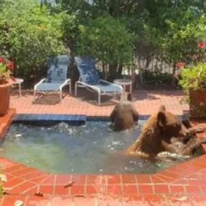 Upał dokuczył niedźwiedziom. Ochłody szukały w basenie z masażem [WIDEO]