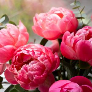 Kiedy przycinać piwonię? Sprawdź, jak zadbać o królową ogrodu, by zachwycała kwiatami!