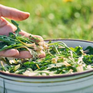 Popularna roślina pomaga na wątrobę i redukuje obrzęki. Badania potwierdzają jej właściwości