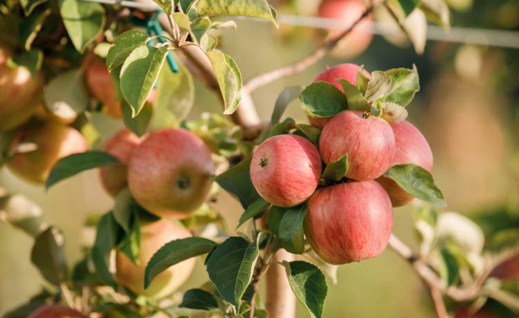 Fot. Shutterstock/BONDART PHOTOGRAPHY