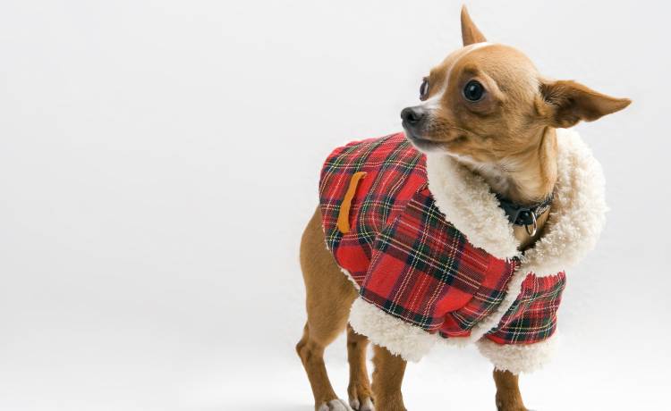 Ubrania dla psów i kotów z motywem świątecznym. Wyglądają przesłodko!