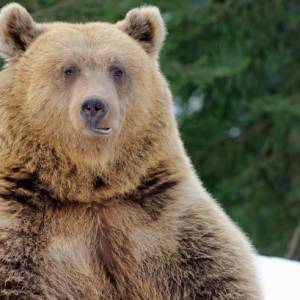 Niedźwiedź opiekował się zaginionym chłopcem? Trzylatek przeżył dwie noce w lesie