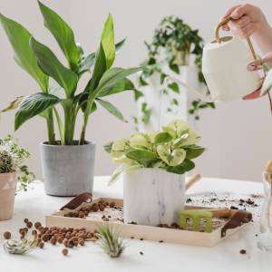 Co zrobić z roślinami domowymi podczas urlopu? Poznaj najskuteczniejsze sposoby!