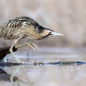 Ten ptak to bąk. Nie uwierzysz, jakie wydaje dźwięki!