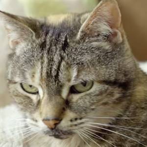 Hałaśliwy kot bije rekord Guinnessa. Czajnik jest cichszy niż jego mruczenie [WIDEO]