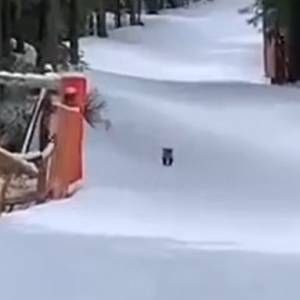 Niedźwiadek na popularnej nartostradzie. TPN zamknął szlak na Kasprowy Wierch! [WIDEO]