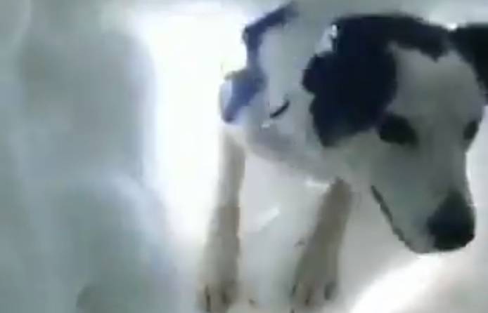 Tak wygląda radość psa, który odkopuje człowieka spod śniegu [WIDEO]