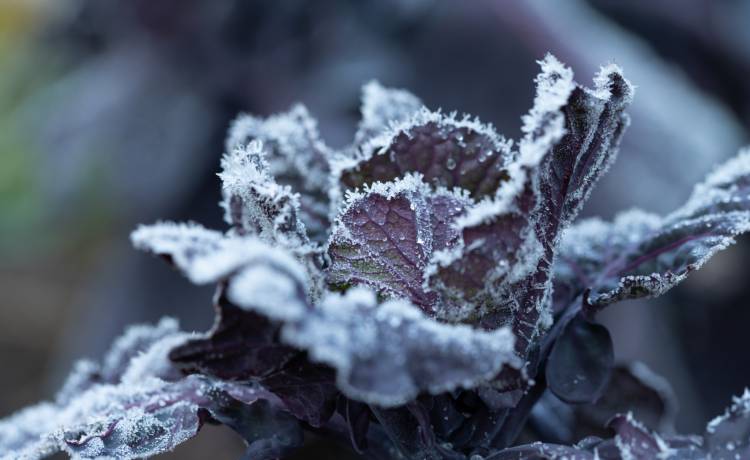 For. Shutterstock/leopictures