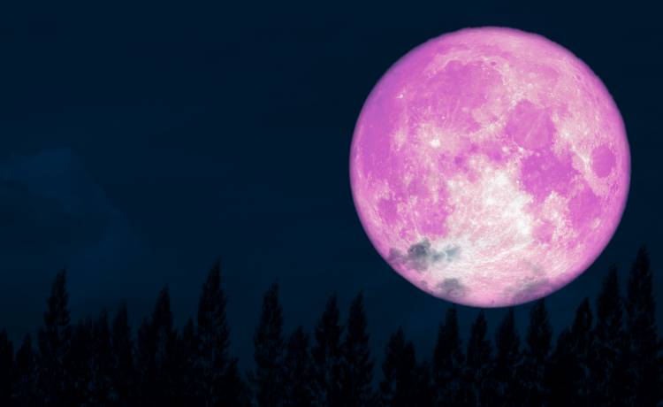 Pełnia Różowego Księżyca. Co to za zjawisko i skąd pochodzi jego nazwa?