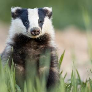 Hodowała w mieszkaniu wilki, osiem amstaffów, wilki, lisy, borsuka…