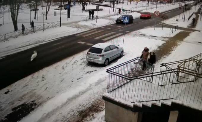 Policja eskortowała... łabędzia. "Zdarzają się i takie niecodzienne interwencje" [WIDEO]