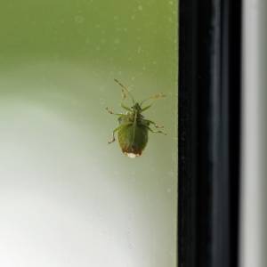 W domu możesz zobaczyć takiego owada. Oto dlaczego nie należy go drażnić 