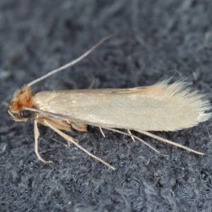 Tak odstraszysz mole ubraniowe. Nienawidzą tego zapachu