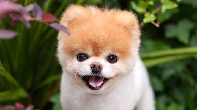 Nie żyje pies Boo. Był „najsłodszym” czworonogiem na świecie