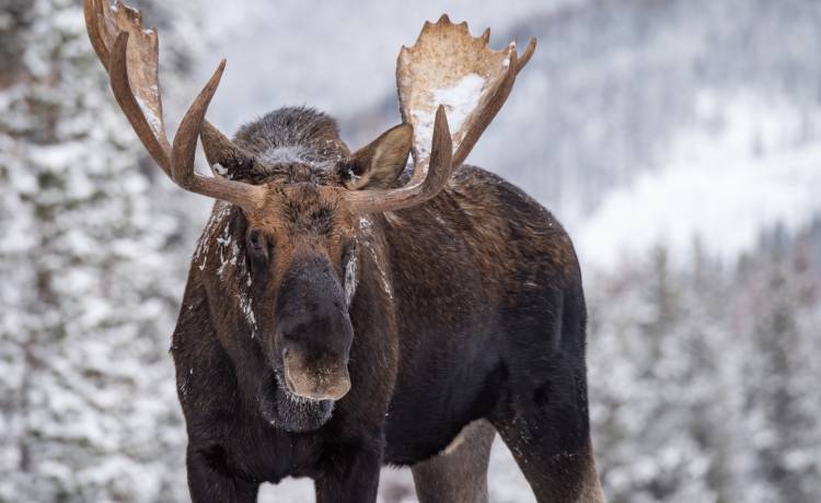 12-latek uratował młodszą siostrę przed łosiem dzięki wiedzy z gry komputerowej. Po latach został nagrodzony