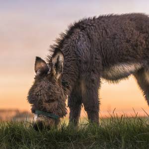 Osiołek uratowany z zabójczej pułapki. Strażacy poczęstowali go... ciastkiem. Te zdjęcia to czysta słodycz [FOTO]