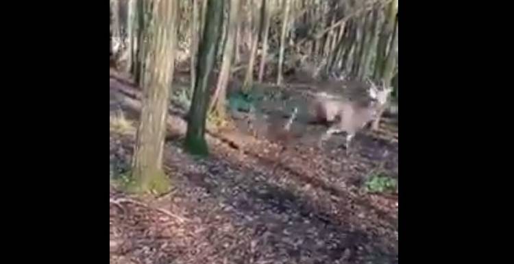 Stado pędziło przez las, a ludzie ukrywali się za drzewami... Nagranie podzieliło internautów [WIDEO]
