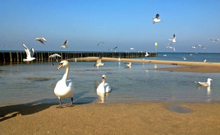 Sinice znów nad Bałtykiem! 17 plaż zamkniętych