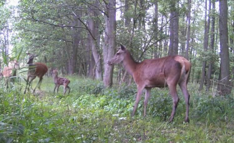"Fame MMA w lesie"?! "Boksujące się" łanie rozbawiły internautów! [WIDEO]