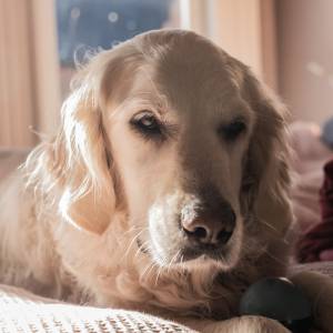 Pies przykłada ucho do ciążowego brzuszka swojej właścicielki. To nagranie to wyciskacz łez [WIDEO]