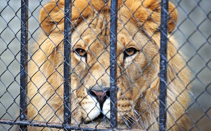 Tragiczny koniec domowej hodowli lwów. Drapieżnik zabił właściciela