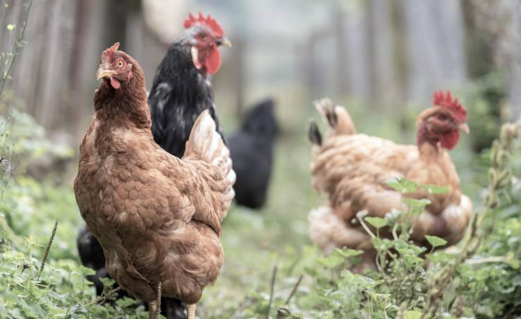 Rolnik został zabity. Mordercą okazał się kurczak