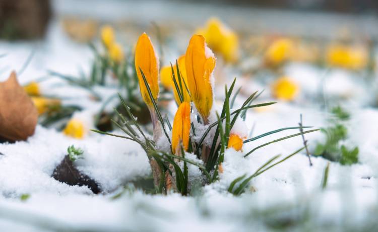 Pierwszy dzień wiosny 2023. Kiedy początek astronomicznej i kalendarzowej?