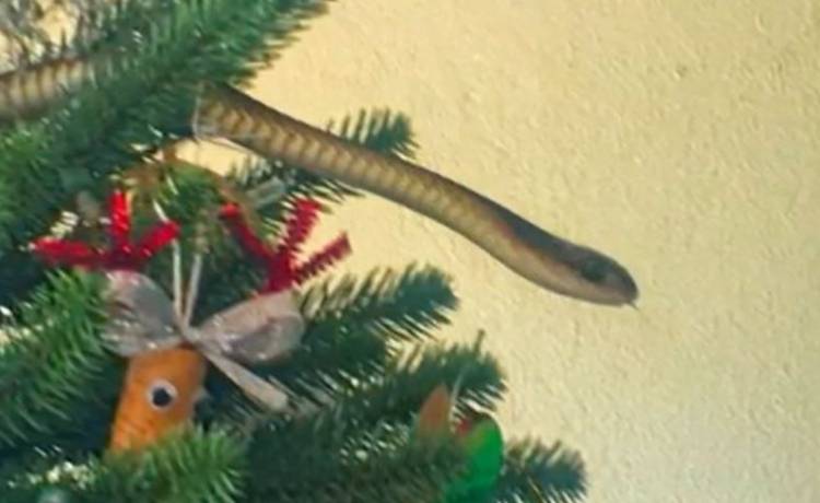 Takiego łańcucha na choince nikt się nie spodziewał! Drzewko otoczył jadowity wąż