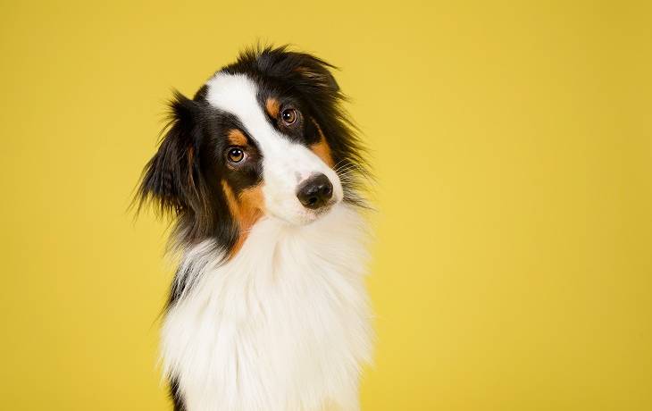 Beztrosko bawiący się pies, pierwszy raz w życiu usłyszał płacz małego dziecka. Jak zareagował? 