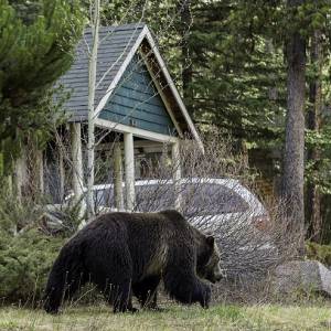 Nietypowe seryjne włamania do domów. Policjanci byli w szoku, gdy odkryli, że stoi za nimi leśna rodzina [WIDEO]   