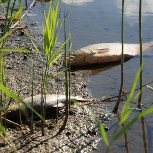 Toksyczna substancja w Odrze? Rzecznik GIOŚ zabrał głos