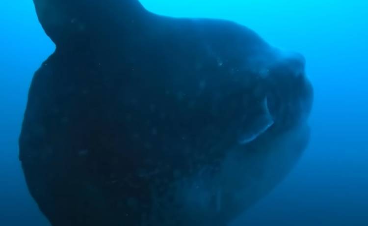 To najcięższa ryba na świecie? Gigantyczny okaz waży niemal 3 tony! Nagranie robi wrażenie [WIDEO]