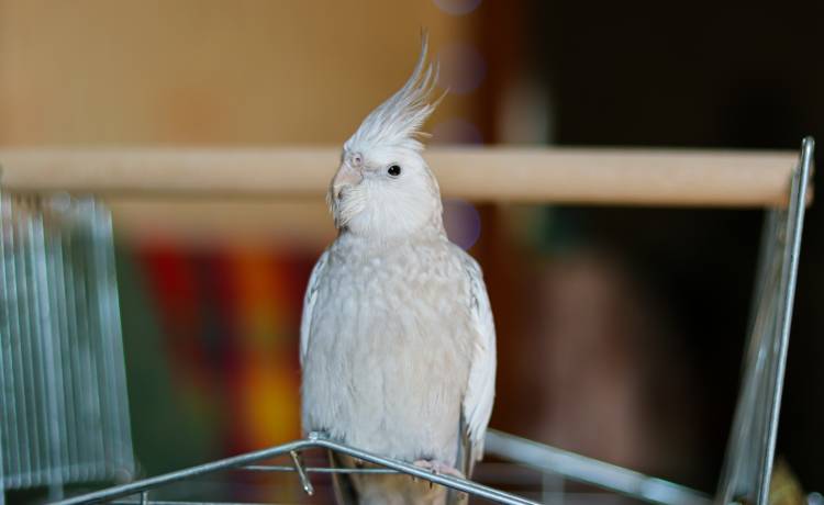 Nietypowy rekord Guinnessa. Papuga przejechała się na hulajnodze [FOTO]