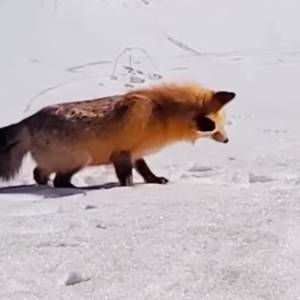 Fantastyczny pan lis istnieje? Akrobacje dzikiego zwierzęcia uchwyciła kamera! [WIDEO]