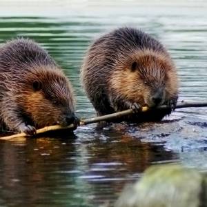 Niemal 1000 osób bez internetu przez... bobry. Gryzonie przegryzły kabel światłowodowy