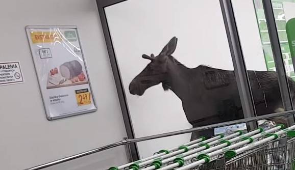 Łoś poza prawem. Zwierzę zdemolowało stoisko z alkoholem i uciekło do lasu