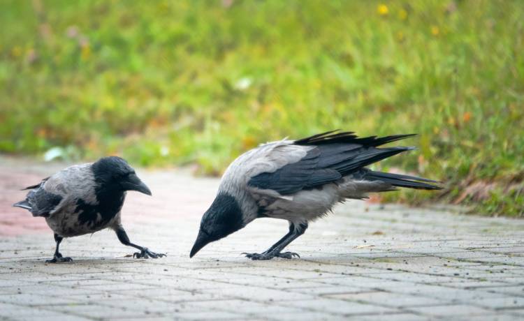 fot. shutterstock.com