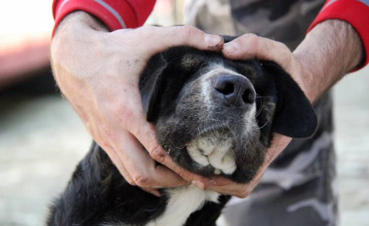 Znęcał się nad psem: Chciał zmusić przez to dziewczynę, żeby do niego wróciła [DRASTYCZNE ZDJĘCIA]
